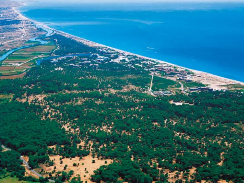Sorgun Ormanı