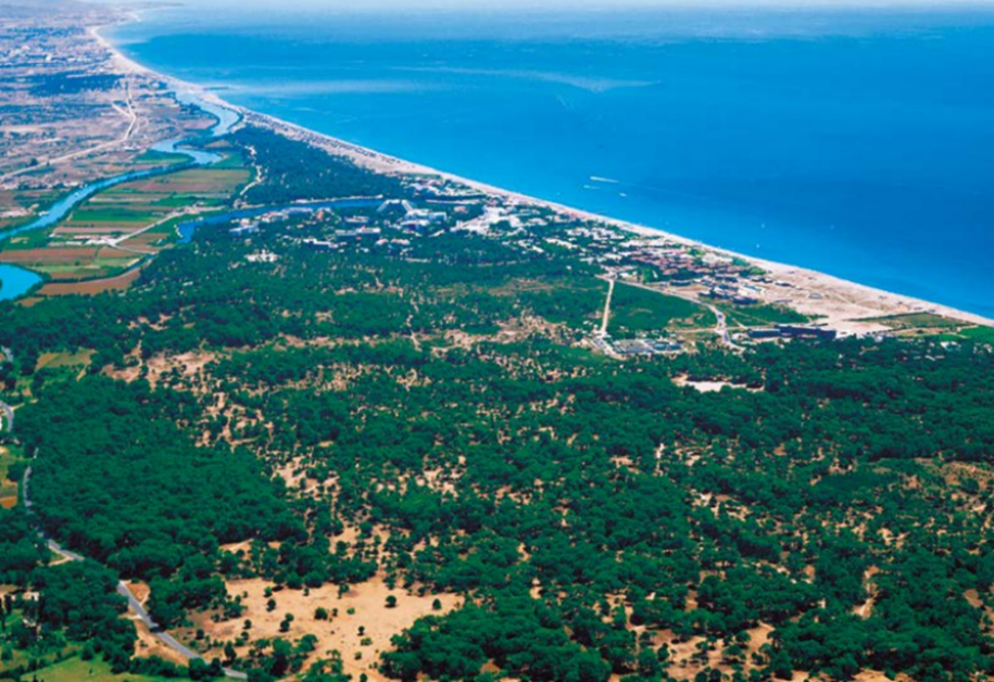Sorgun Ormanı