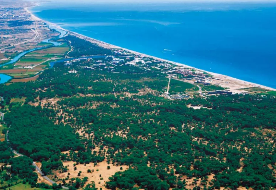 Sorgun-Wald